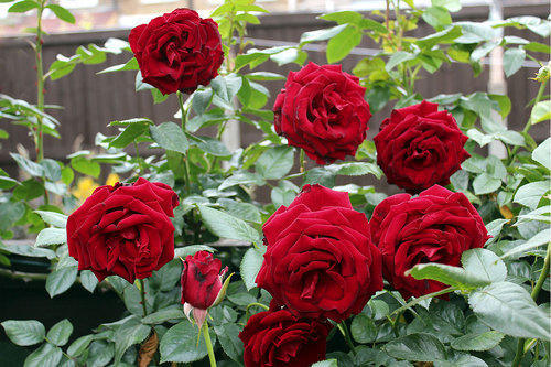 Rose Tree
