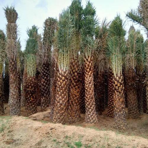 Palm Trees