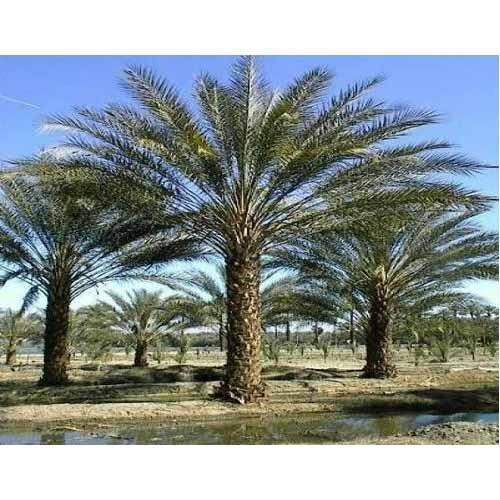 Date Palm Trees
